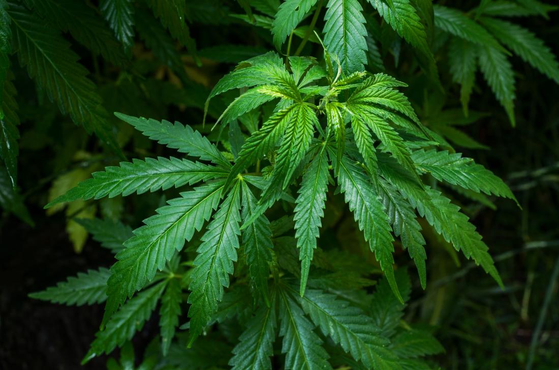 Prospects of Hemp in India