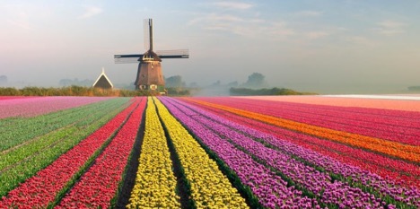 Tulip Mania: The First Economic Bubble!