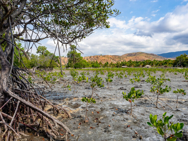 Blue Carbon Credits – Roadmap for the Future of Sustainable Development Goals