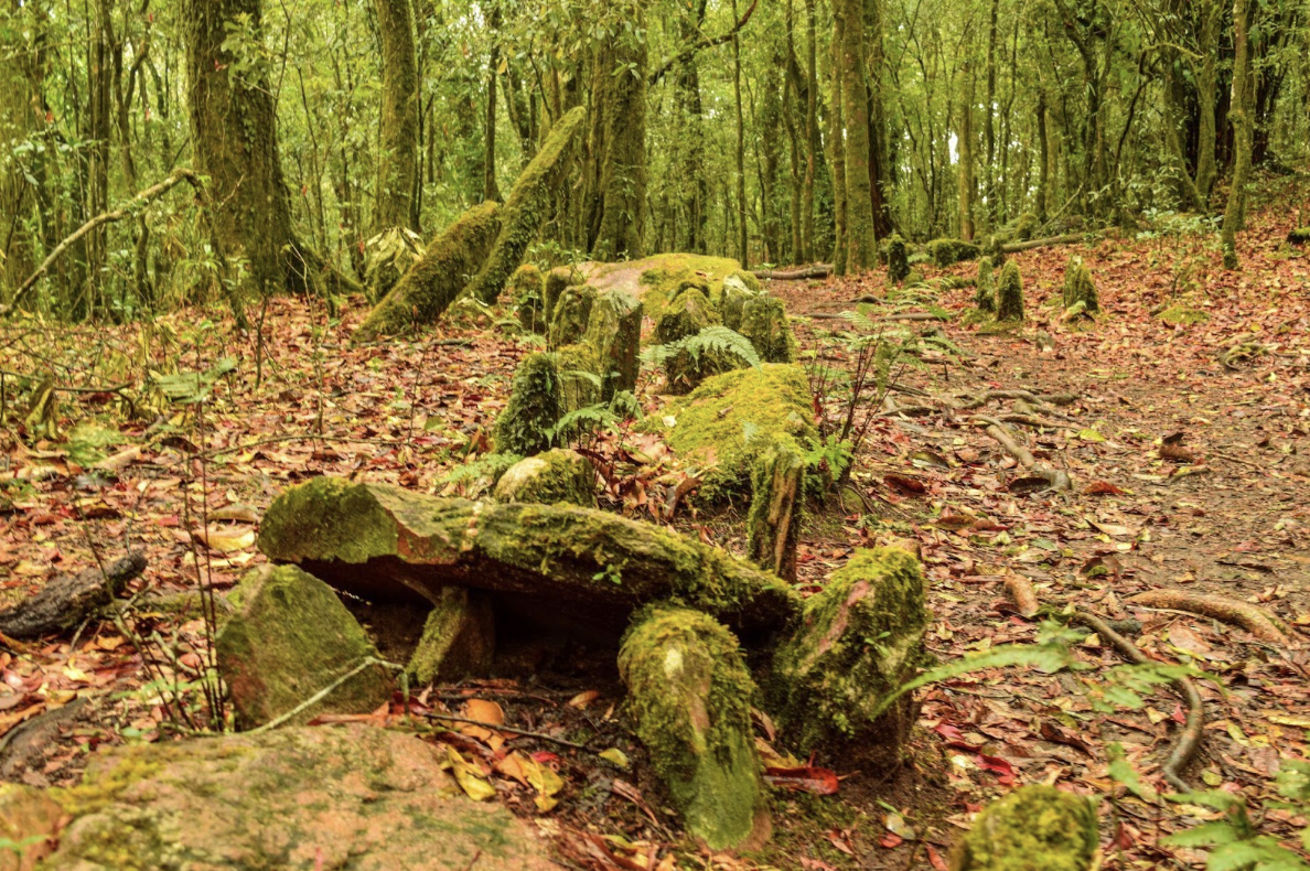 Culture, Capital, Commodity: On Shillong’s Mawphlang Forests and the Dangers of Ecotourism