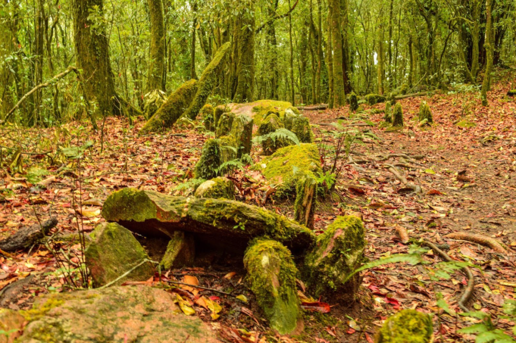 Culture, Capital, Commodity: On Shillong’s Mawphlang Forests and the Dangers of&nbsp;Ecotourism